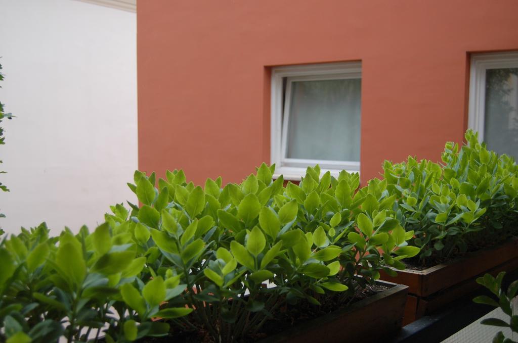 Buda Castle Apartments Budapest Rum bild